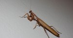 Modliszka zwyczajna (Mantis religiosa)