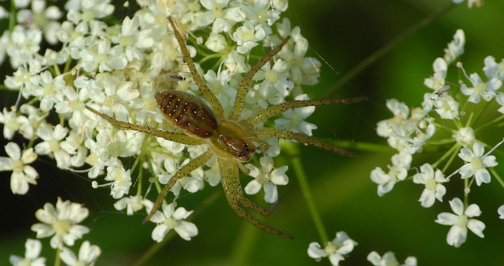 Korsarz (Pirata spp.)