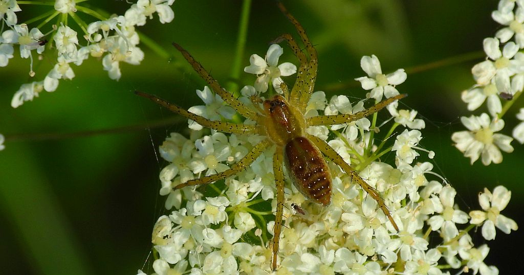 Korsarz (Pirata spp.)