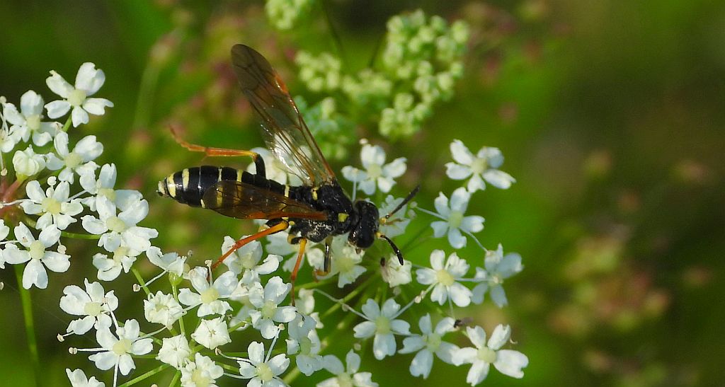 Rozdwojnica paprotnica (Strongylogaster multifasciata)
