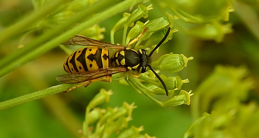 Osa dachowa (Vespula germanica)