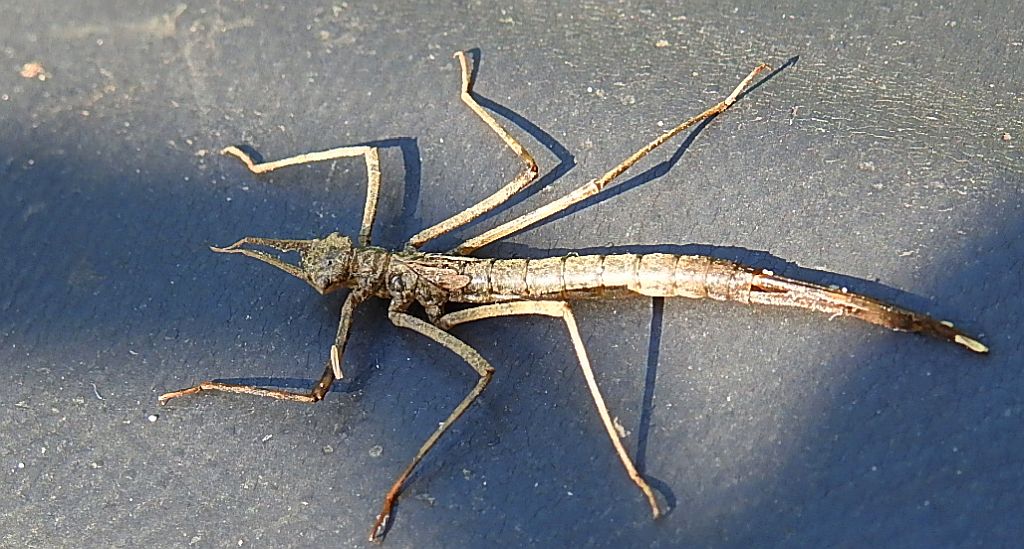Larwa pałątki (Lestidae) albo świtezianki (Calopterygidae)