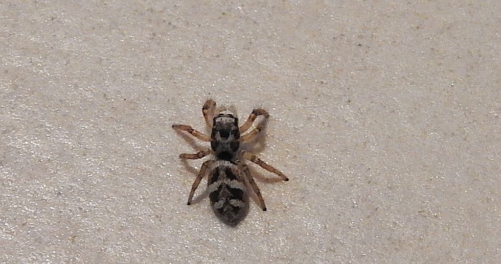 Skakun arlekinowy (Salticus scenicus)