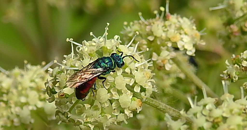Złotolitka ognista (Chrysis ignita)
