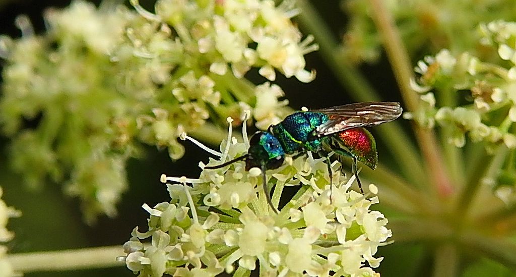 Złotolitka ognista (Chrysis ignita)