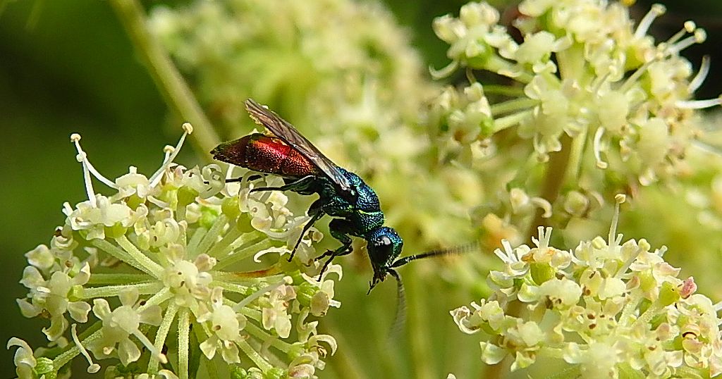 Złotolitka ognista (Chrysis ignita)