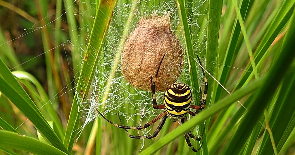 Tygrzyk paskowany (Argiope bruennichi)