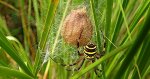 Tygrzyk paskowany (Argiope bruennichi)