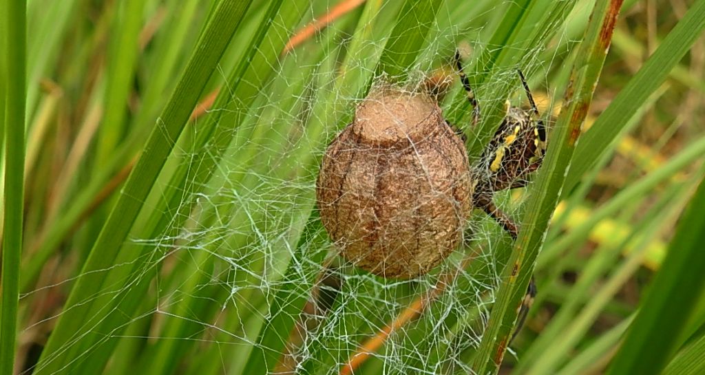 Tygrzyk paskowany (Argiope bruennichi)