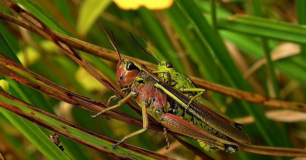 Napierśnik pospolity, napierśnik torfowiskowy (Stethophyma grossum)