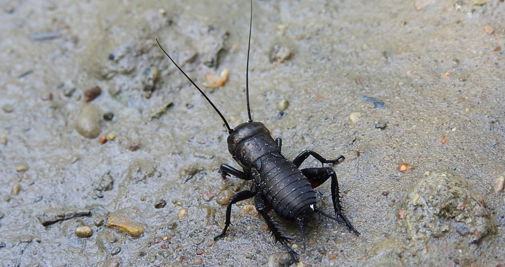 Świerszcz polny (Gryllus campestris)