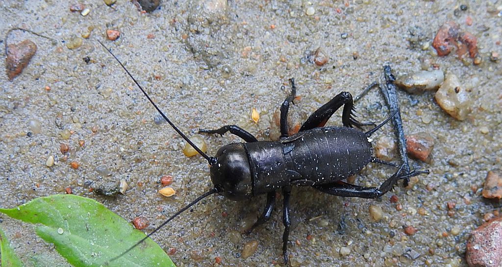 Świerszcz polny (Gryllus campestris)