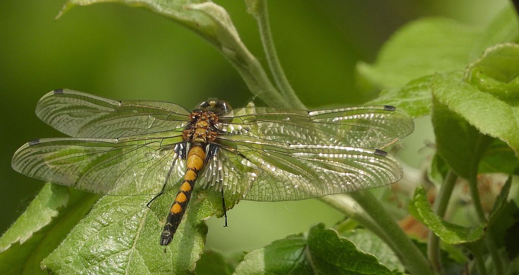Zalotka większa (Leucorrhinia pectoralis)