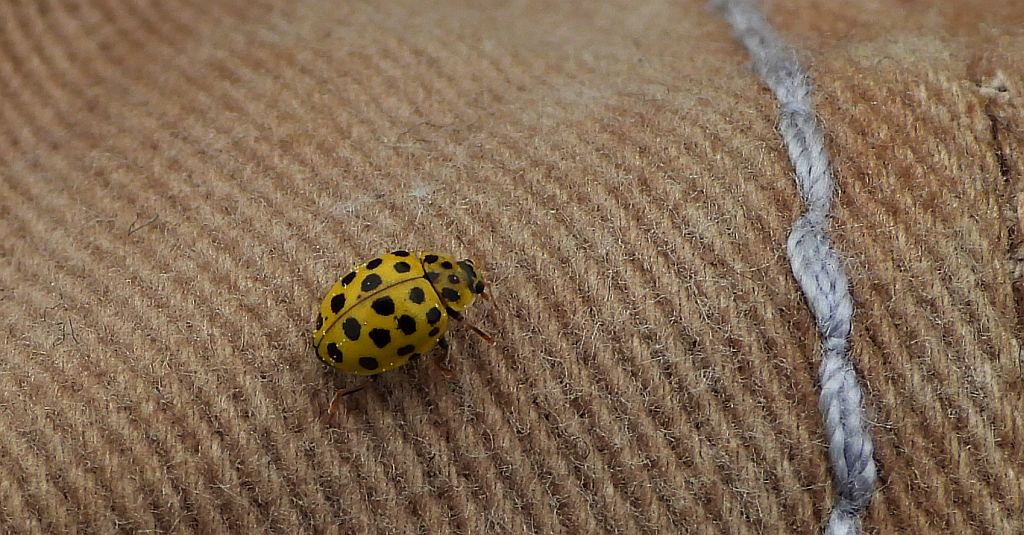 Biedronka mączniakówka, kroszela, biedronka dwudziestodwukropka (Psyllobora vigintiduopunctata, syn. Thea vigintiduopunctata)