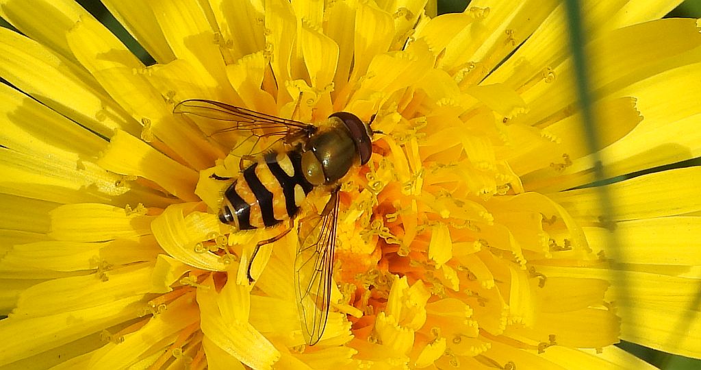 Bzyg pospolity (Syrphus ribesii)