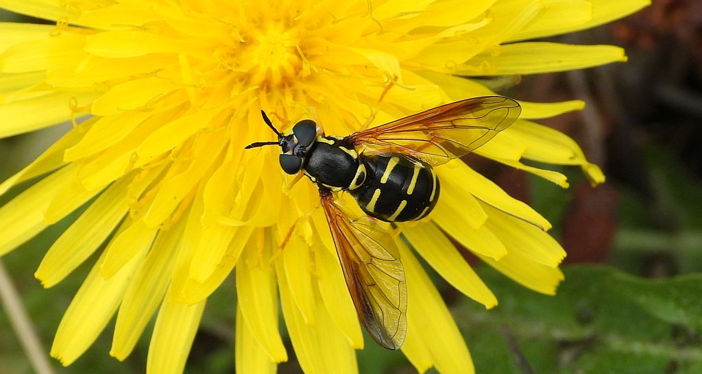 Prężec jasnonogi (Chrysotoxum festivum)