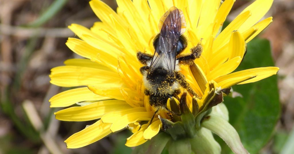Pszczolinka niebieskawa (Andrena cineraria)
