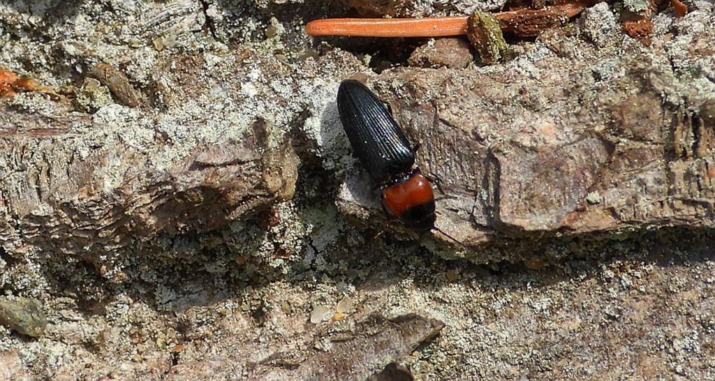 Sprężyk - Cardiophorus ruficollis