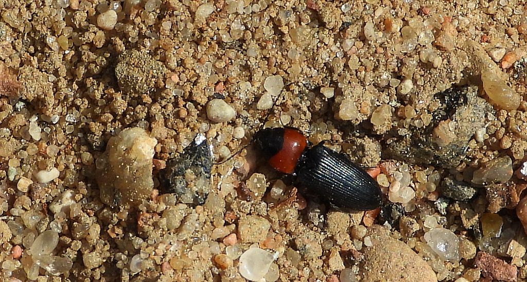 Sprężyk - Cardiophorus ruficollis