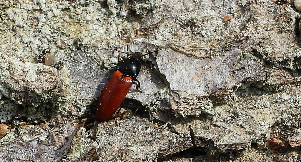Sprężyk - Ampedus pomonae