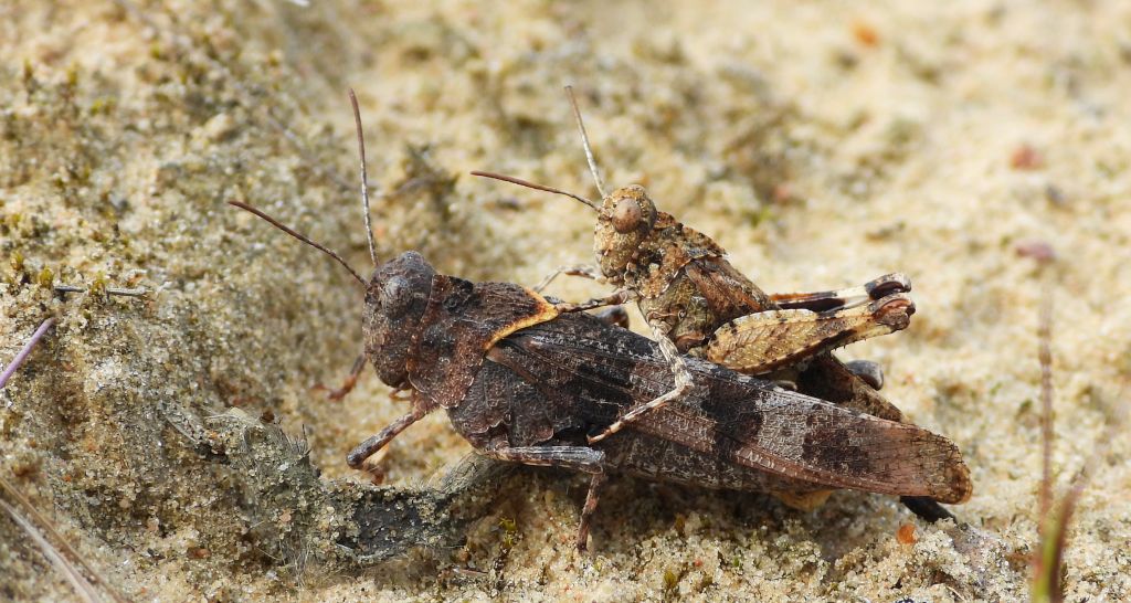 Siwoszek błękitny (Oedipoda caerulescens)