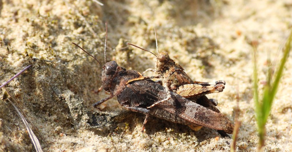 Siwoszek błękitny (Oedipoda caerulescens)