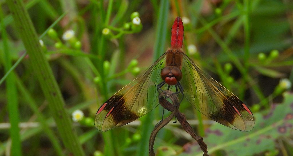 Szablak przepasany, szablak przewiązany, szablak górski (Sympetrum pedemontanum)