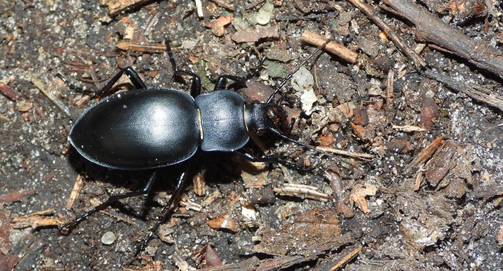 Biegacz gładki (Carabus glabratus)