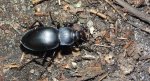 Biegacz gładki (Carabus glabratus)