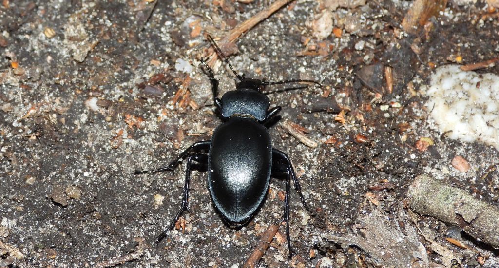 Biegacz gładki (Carabus glabratus)