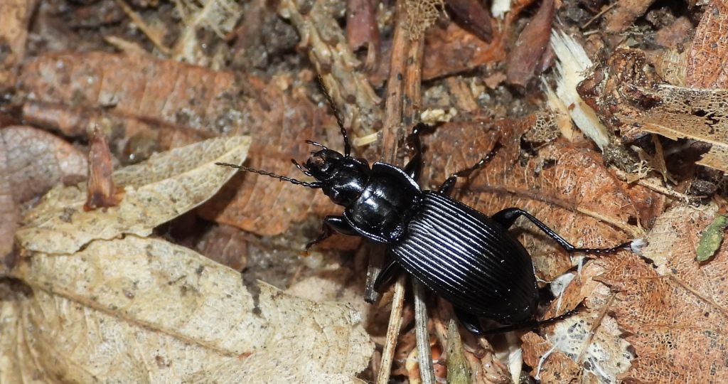 Szykoń czarny (Pterostichus niger)