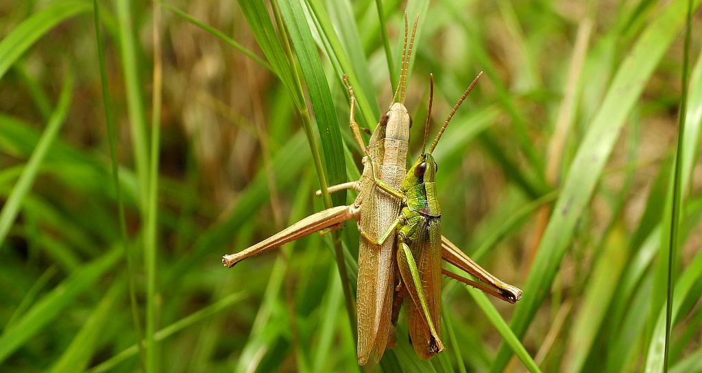 Złotawek nieparek (Chrysochraon dispar)