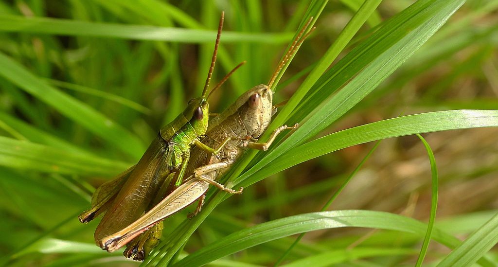 Złotawek nieparek (Chrysochraon dispar)