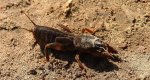 Turkuć podjadek, turkuć pospolity (Gryllotalpa gryllotalpa)