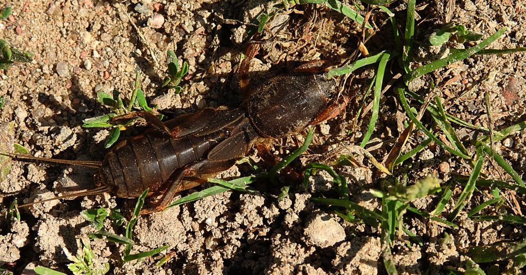 Turkuć podjadek, turkuć pospolity (Gryllotalpa gryllotalpa)