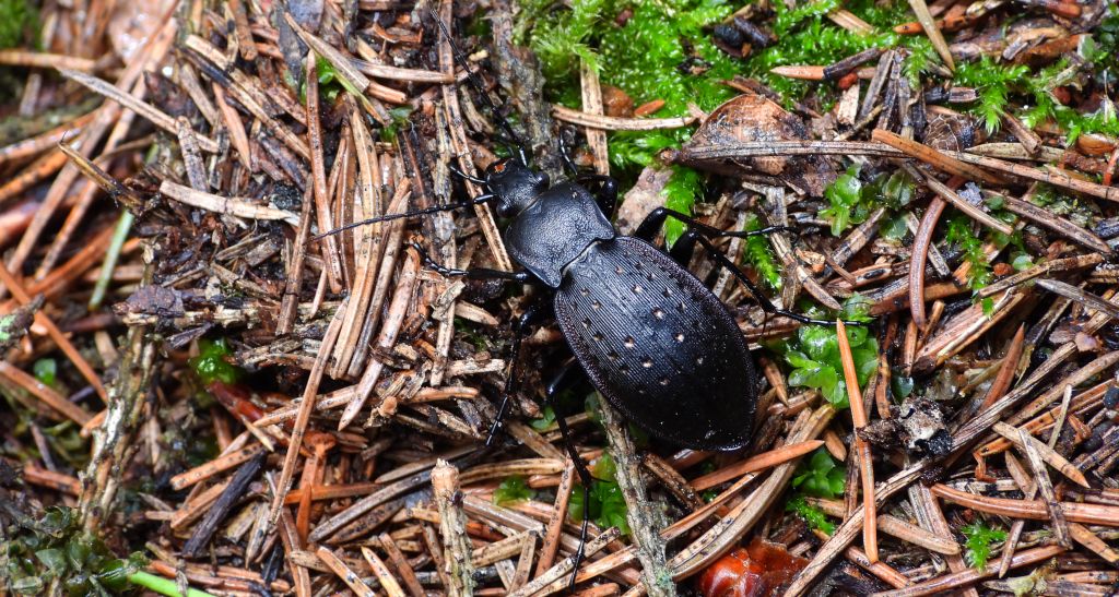 Biegacz ogrodowy (Carabus hortensis)