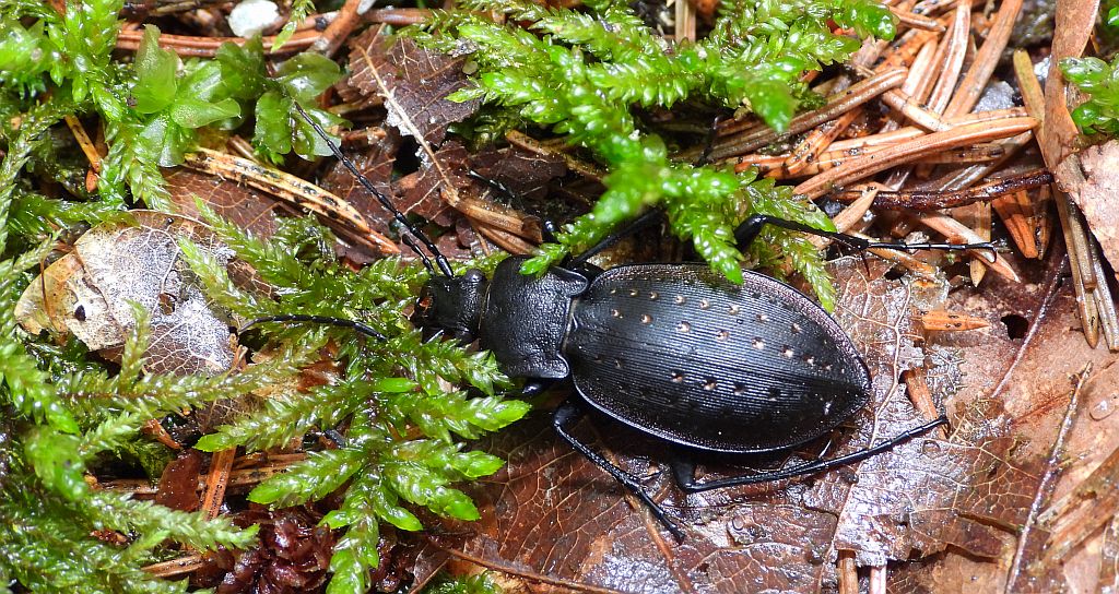 Biegacz ogrodowy (Carabus hortensis)