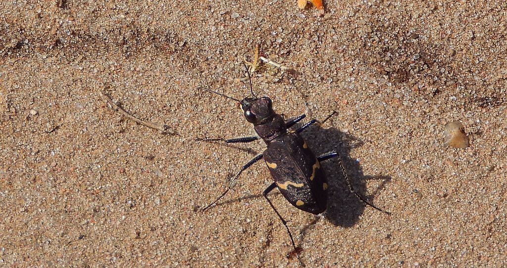 Trzyszcz leśny (Cicindela silvatica)