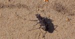 Trzyszcz leśny (Cicindela silvatica)