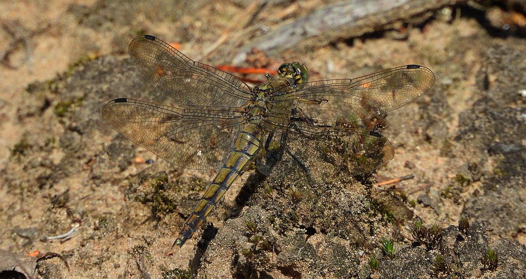 Lecicha pospolita  (Orthetrum cancellatum)
