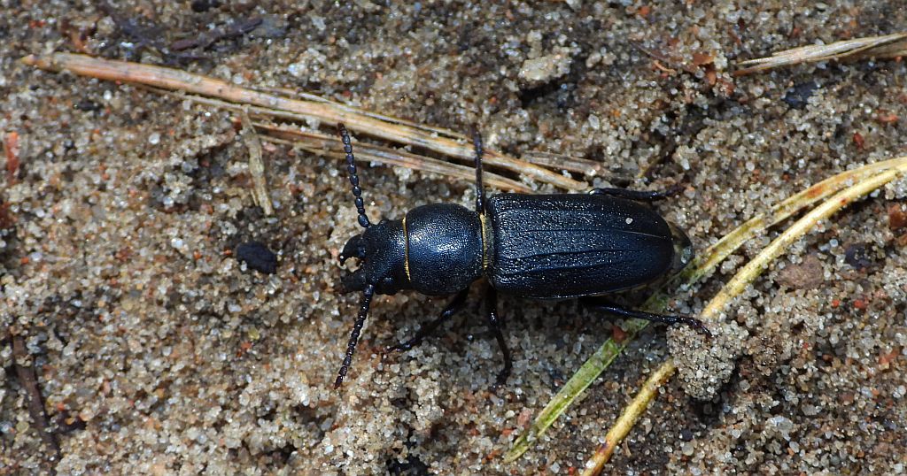Kłopotek czarny (Spondylis buprestoides)