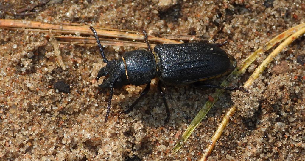 Kłopotek czarny (Spondylis buprestoides)