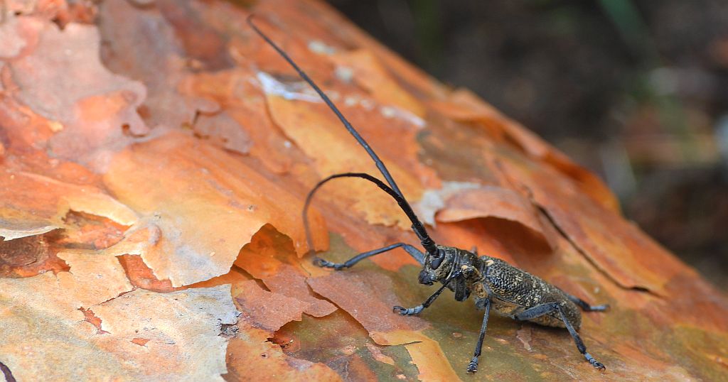 Żerdzianka sosnówka (Monochamus galloprovincialis)