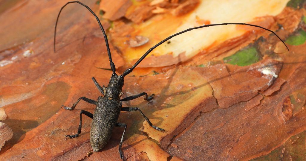Żerdzianka sosnówka (Monochamus galloprovincialis)
