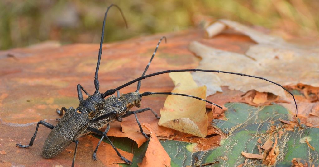 Żerdzianka sosnówka (Monochamus galloprovincialis)