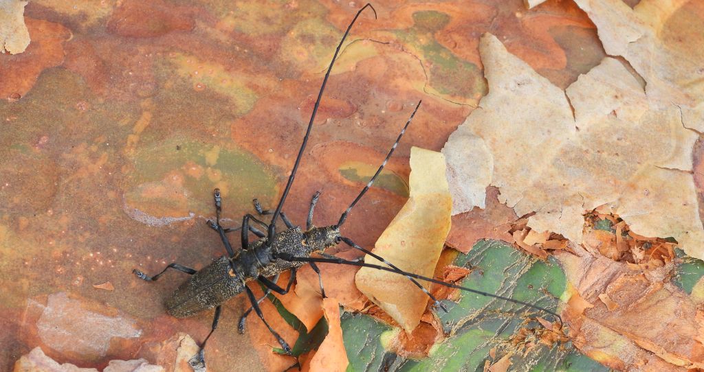Żerdzianka sosnówka (Monochamus galloprovincialis)
