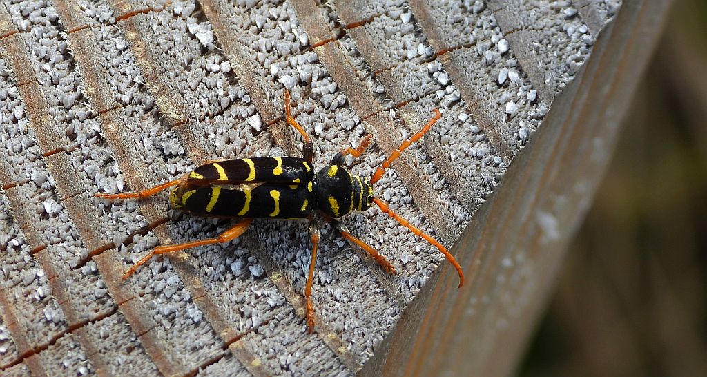 Paśnik pałączasty, biegowiec łucznik (Plagionotus arcuatus)