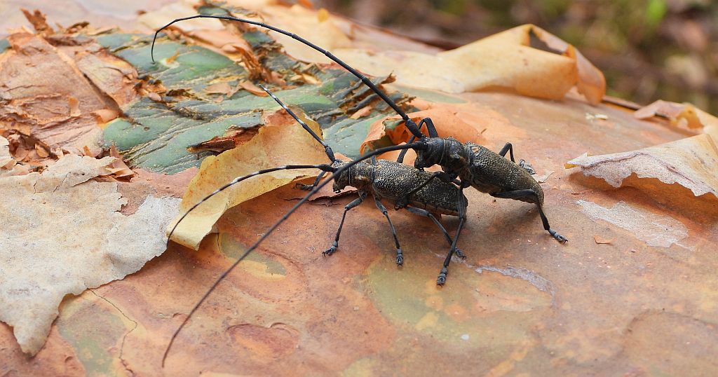 Żerdzianka sosnówka (Monochamus galloprovincialis)