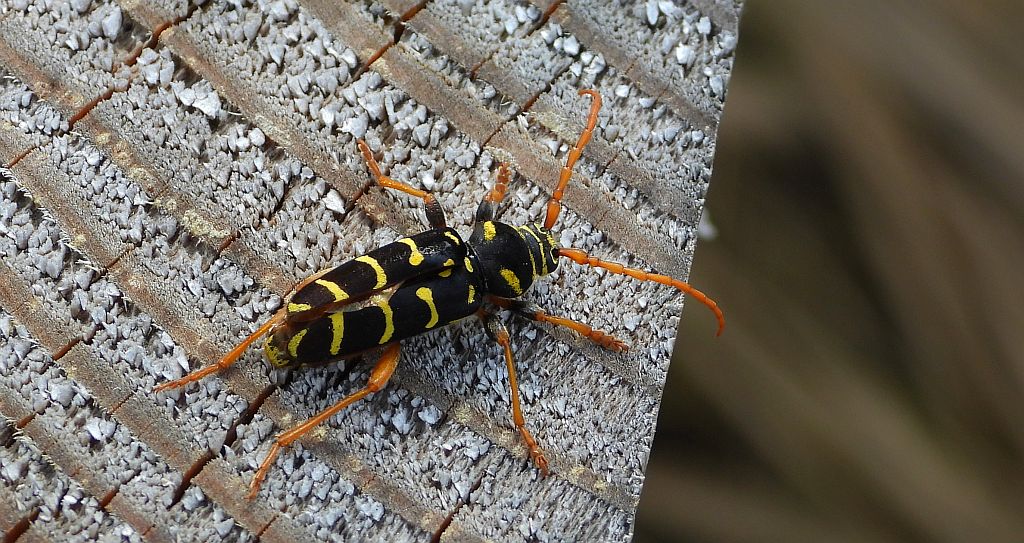 Paśnik pałączasty, biegowiec łucznik (Plagionotus arcuatus)