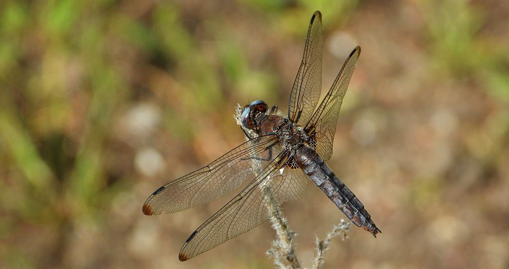 Ważka ruda (Libellula fulva)